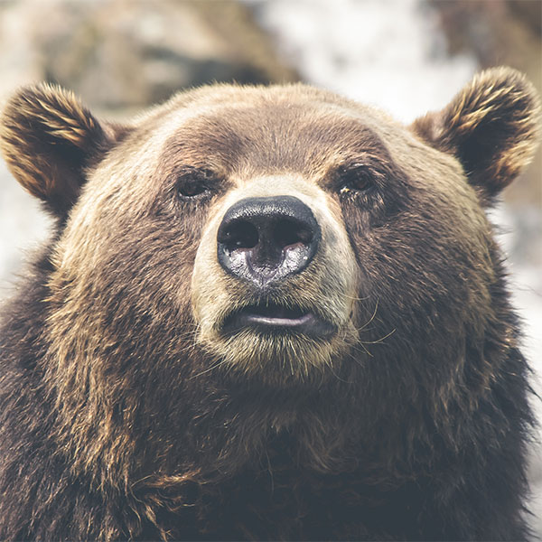 Harry Bearstein Harry Bearstein